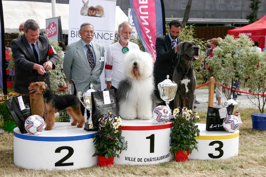 OF REALITY DREAM - Chateaubriand : Hakuna Matata : BEST IN SHOW