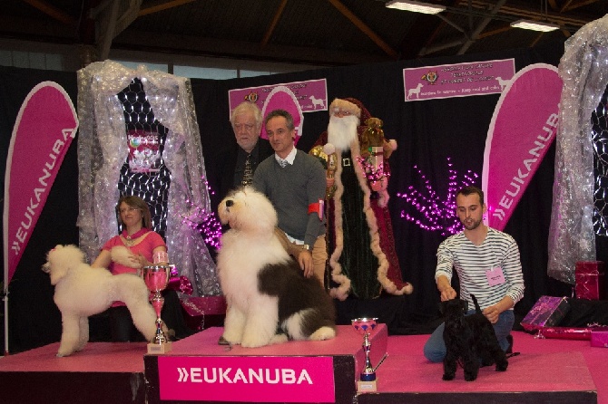OF REALITY DREAM - Lasco à Nantes : Best in Show Puppy =