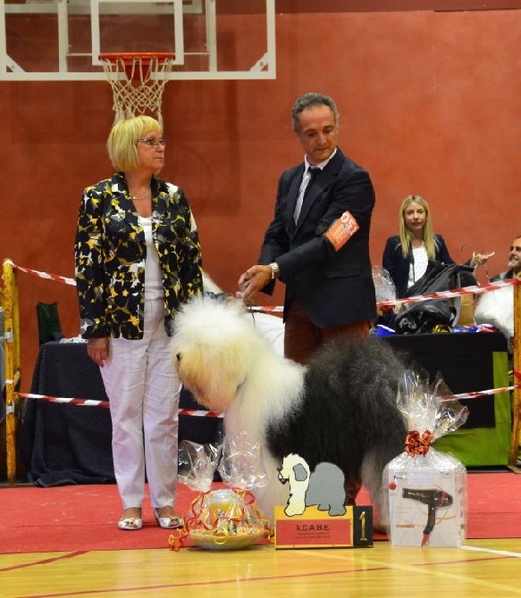 OF REALITY DREAM - ARYAKAS PANDORA :  Res BEST IN SHOW à L'Euro OES Show 2016