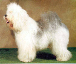 CH. Twister OF REALITY DREAM