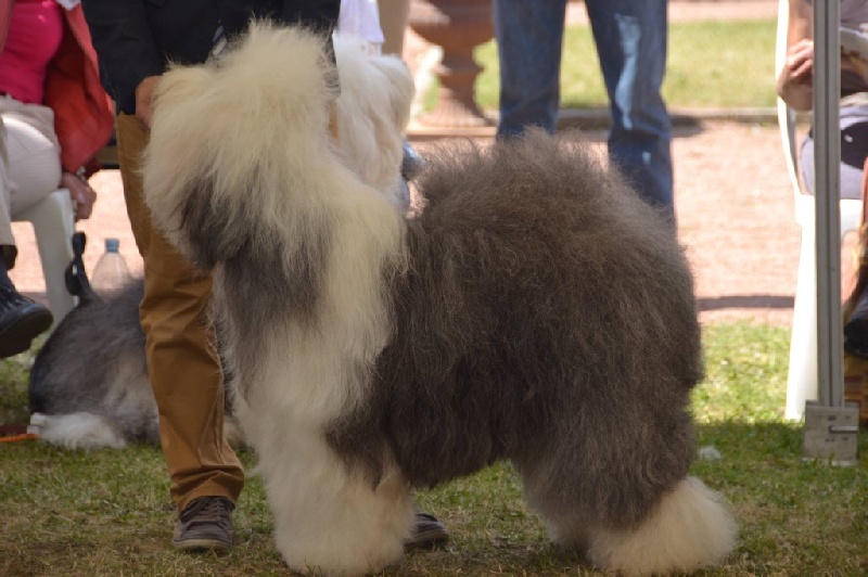 CH. Emotion of love OF REALITY DREAM