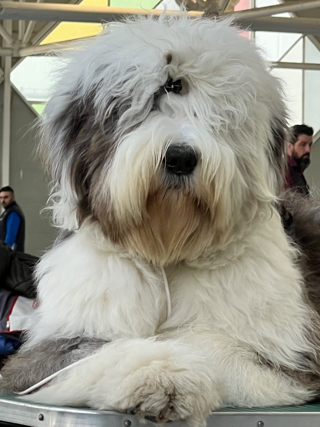 CH. UPPER CLASS OF REALITY DREAM