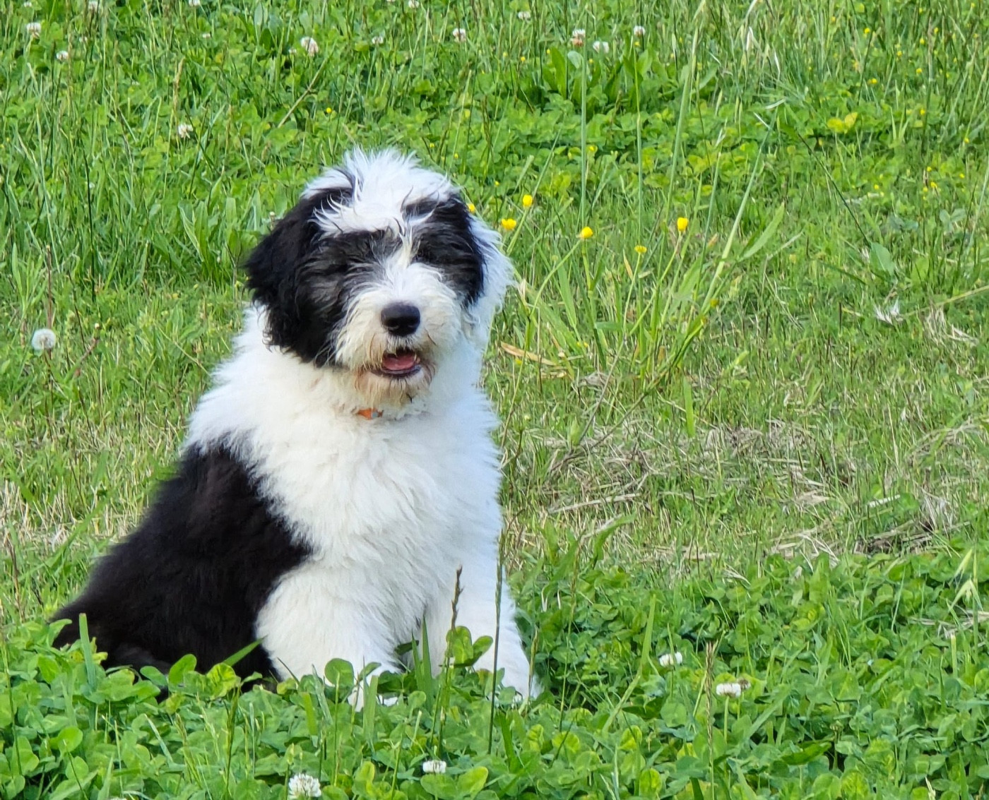 OF REALITY DREAM - DES BÉBÉS ARRIVENT BIENTOT....