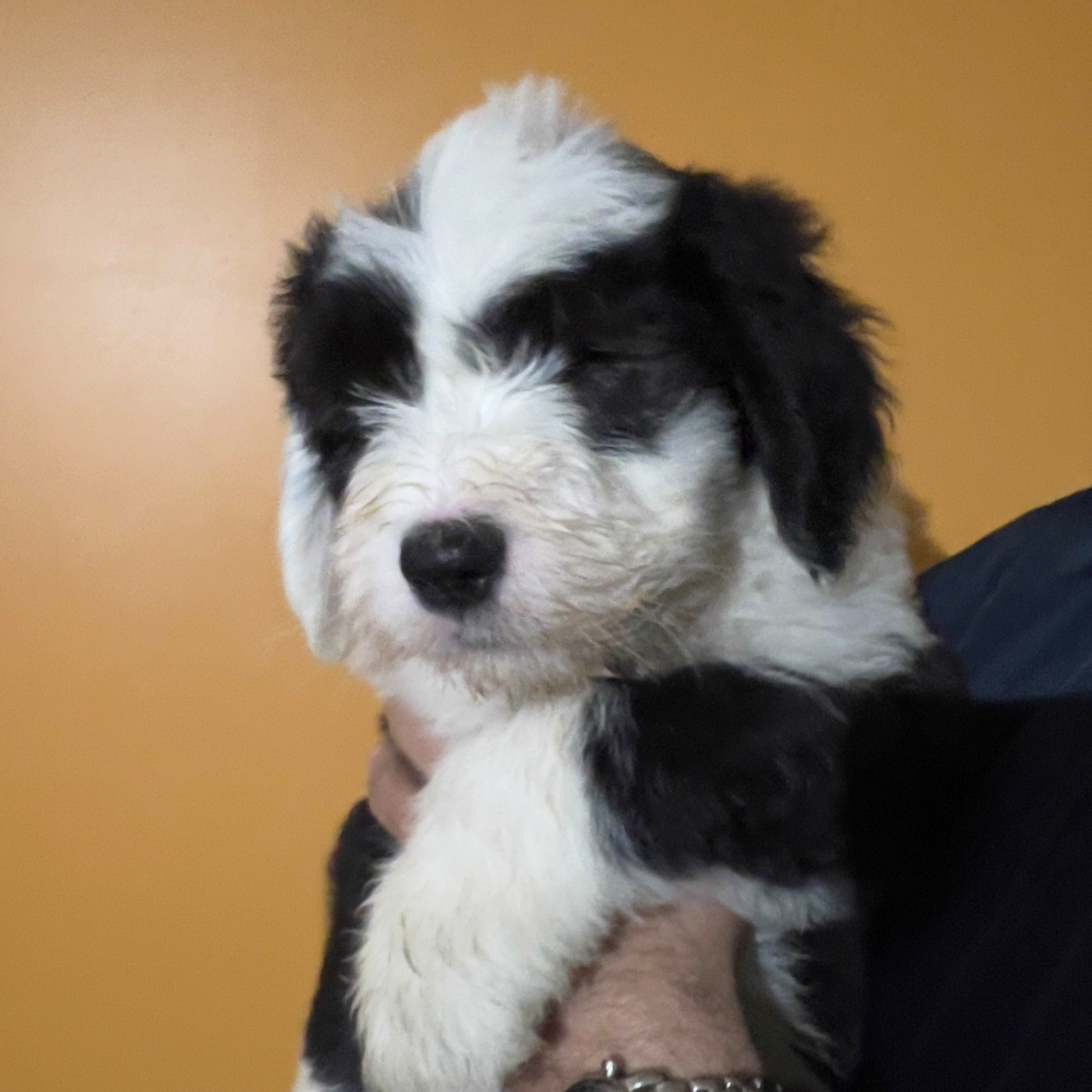 AZZARO, un tout doux aux yeux de braise