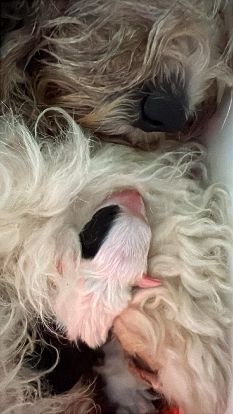 OF REALITY DREAM - Chiots disponibles - Bobtail