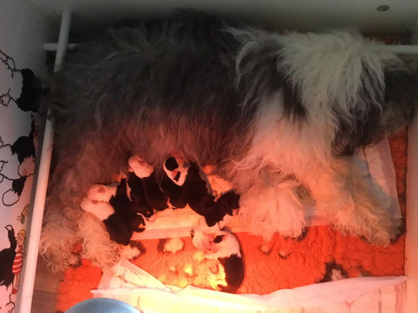 OF REALITY DREAM - Chiots disponibles - Bobtail