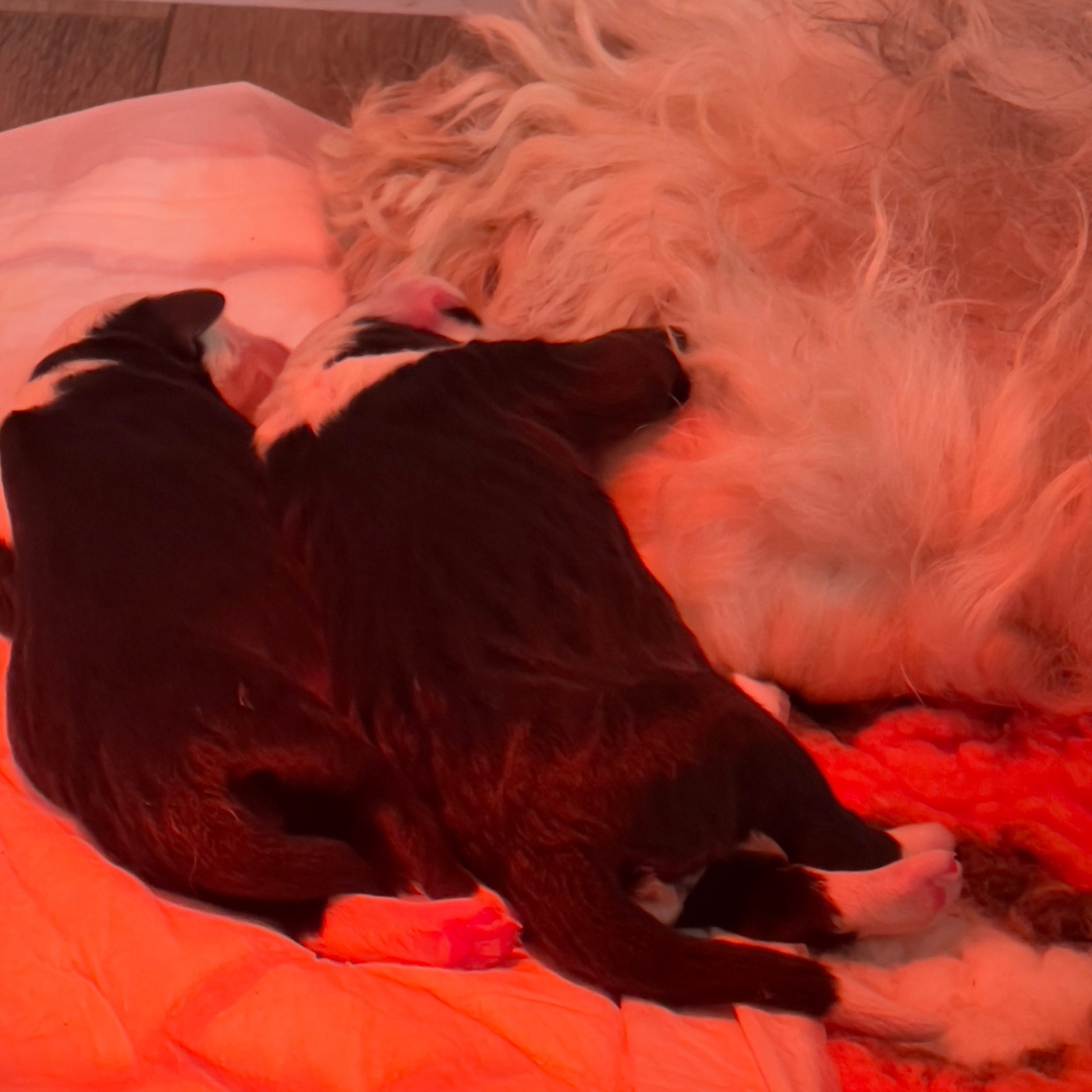 OF REALITY DREAM - Chiots disponibles - Bobtail