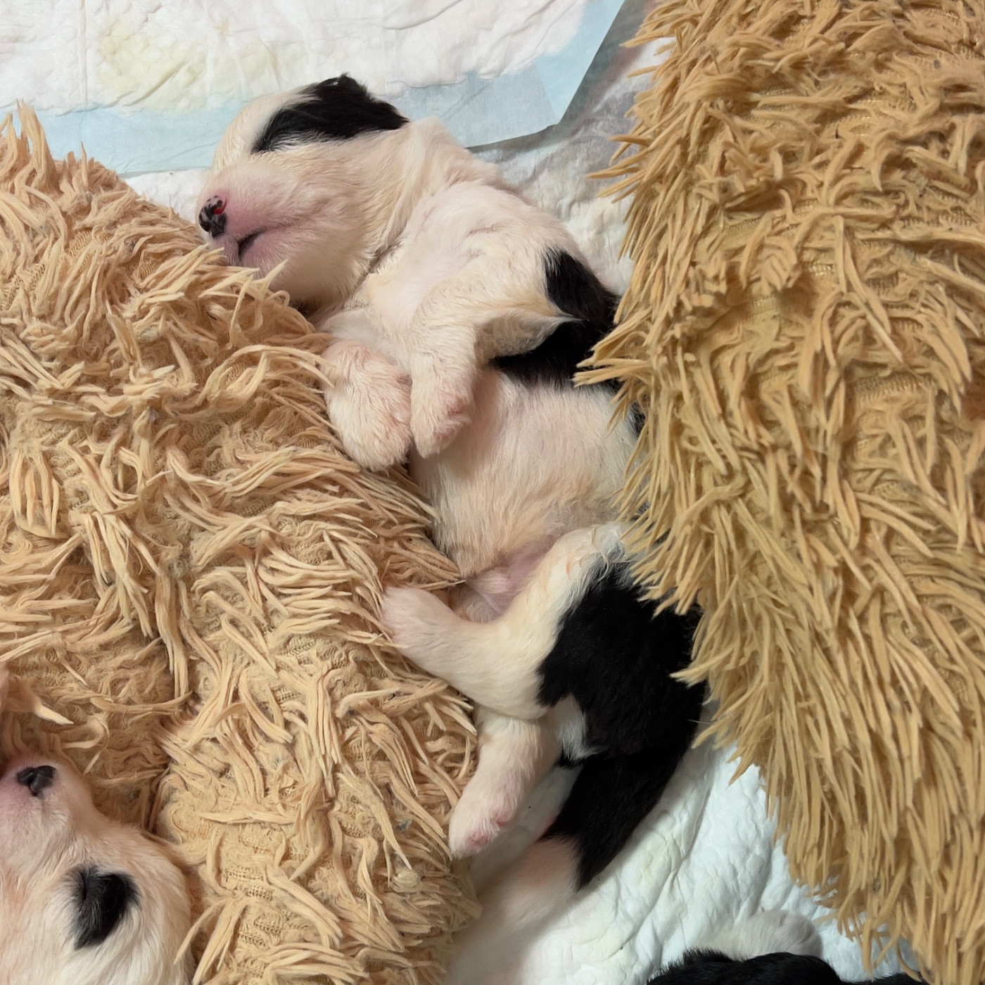 OF REALITY DREAM - Chiots disponibles - Bobtail