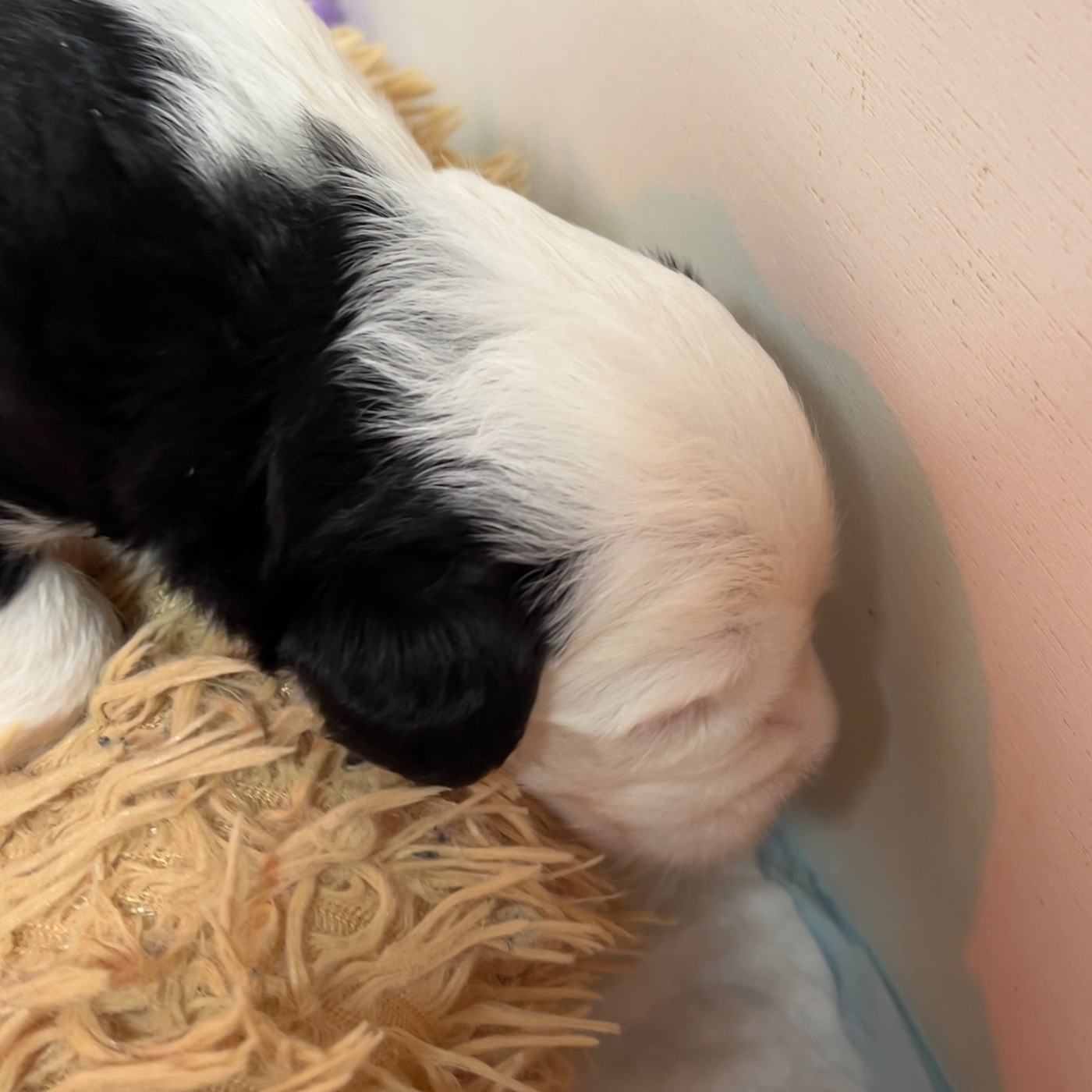 OF REALITY DREAM - Chiots disponibles - Bobtail