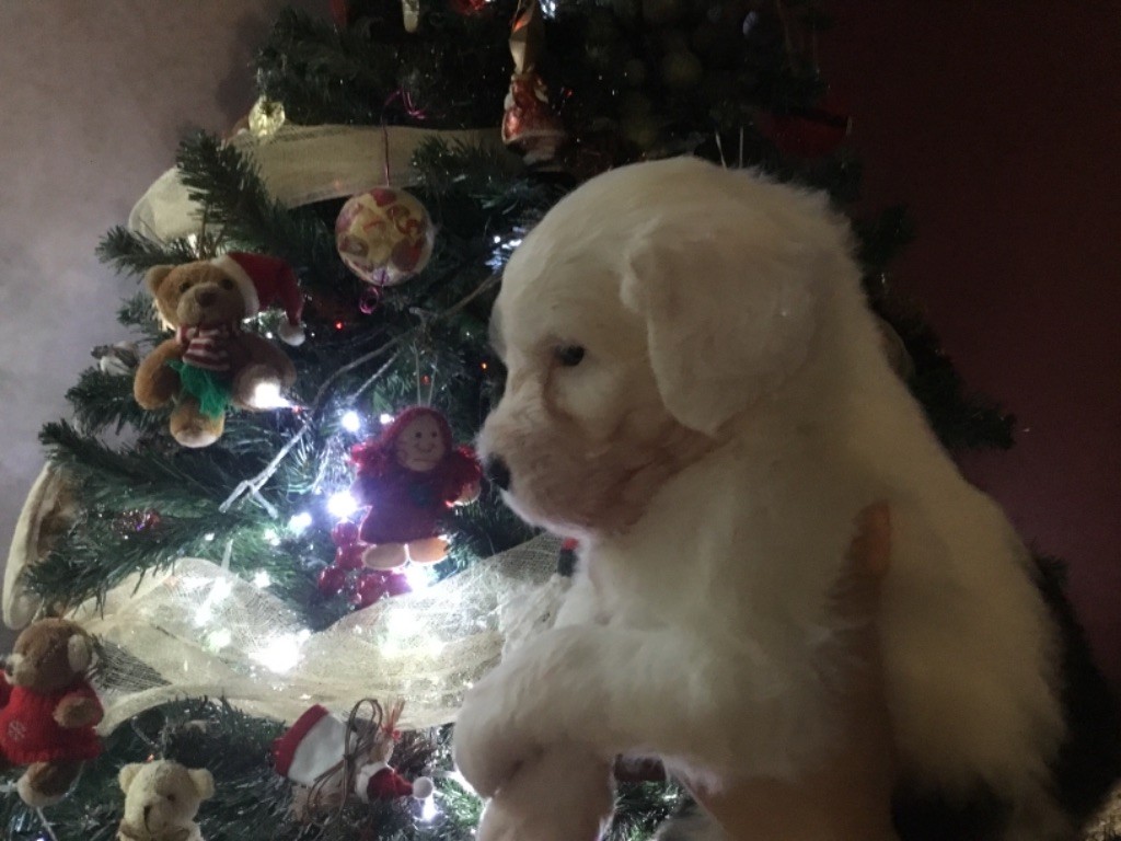 OF REALITY DREAM - Bobtail - Portée née le 20/11/2017